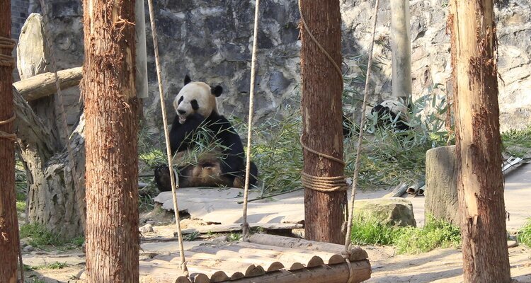 Dujiangyan Panda Base