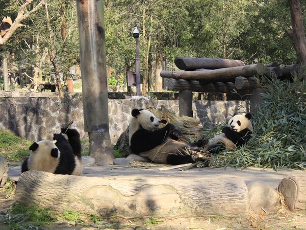 Base di ricerca e allevamento del panda gigante a Chengdu