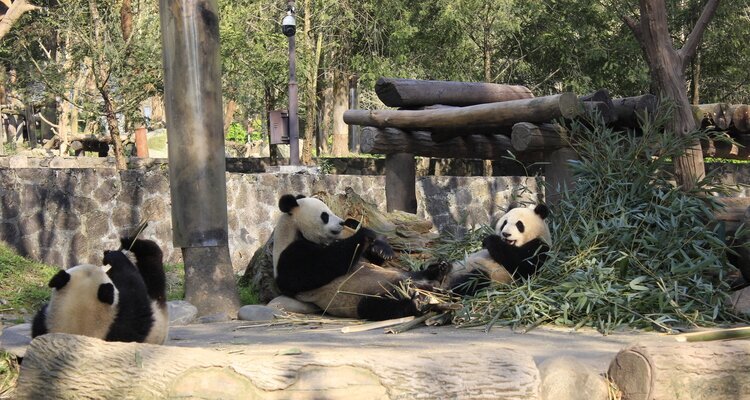 Dujiangyan Panda Base