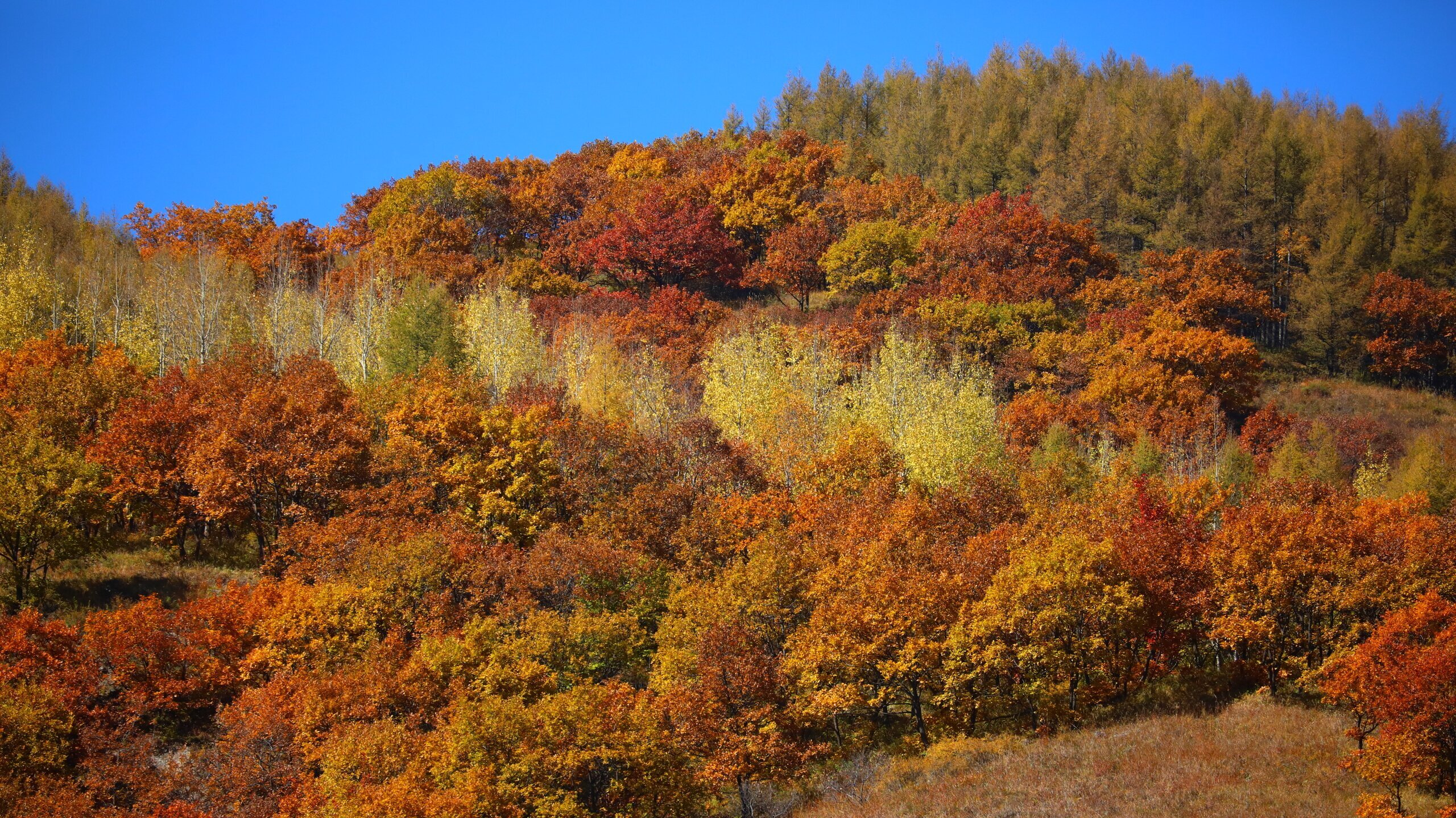 Xiangshan Rote Blätter