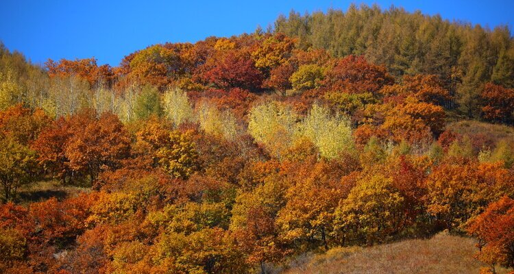 Red leaves in Fragrant Hill