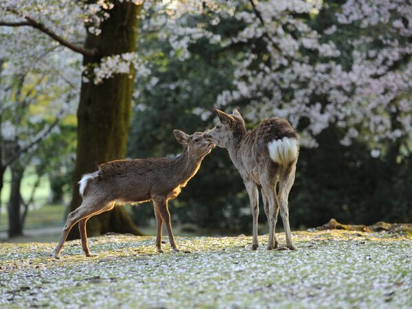 nara park