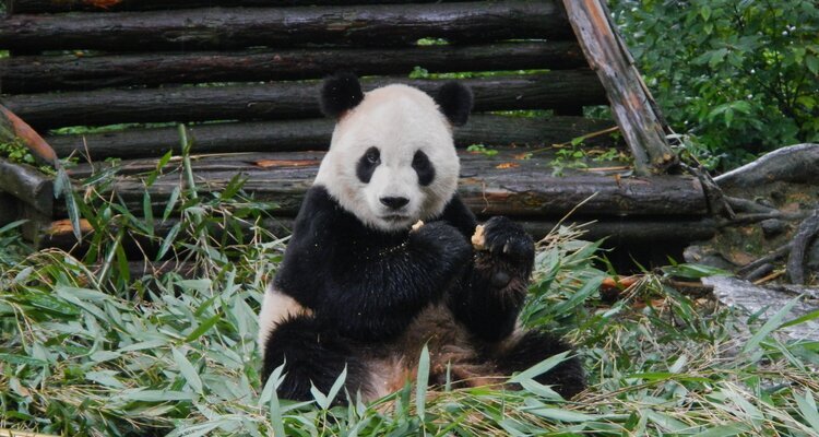 Bifengxia Panda Base