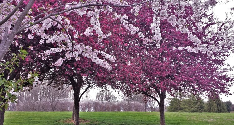 Ornamental Cherry and Crabapple Flowers