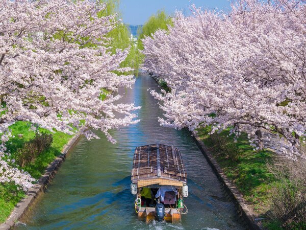 cherry blossom cruise
