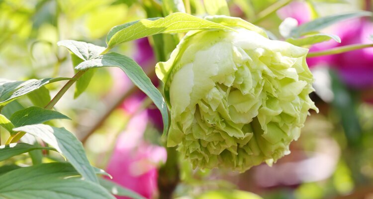 Green Peony