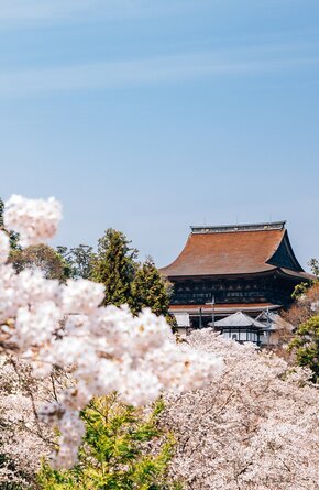 Japan's Cherry Blossom Season