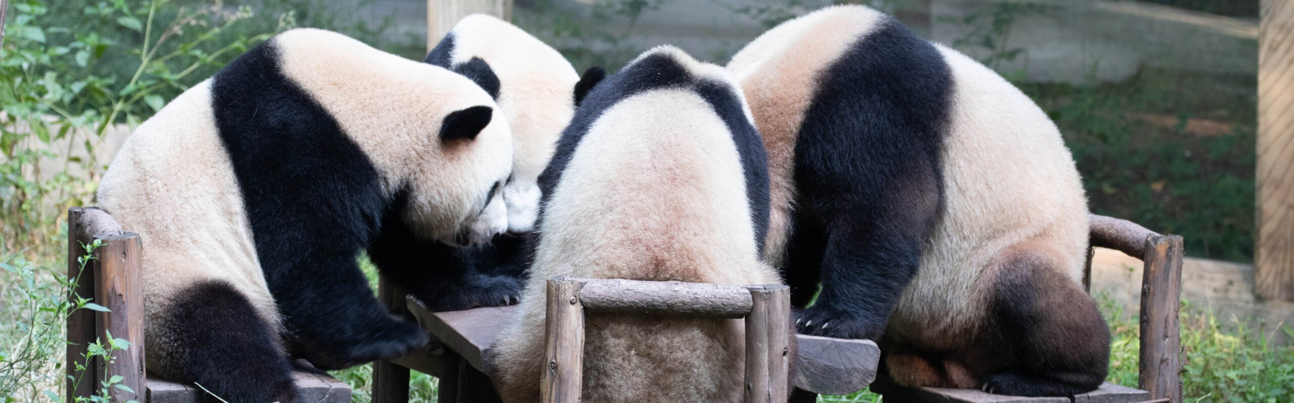 Where to See Pandas in China: Chengdu,Chongqing and More
