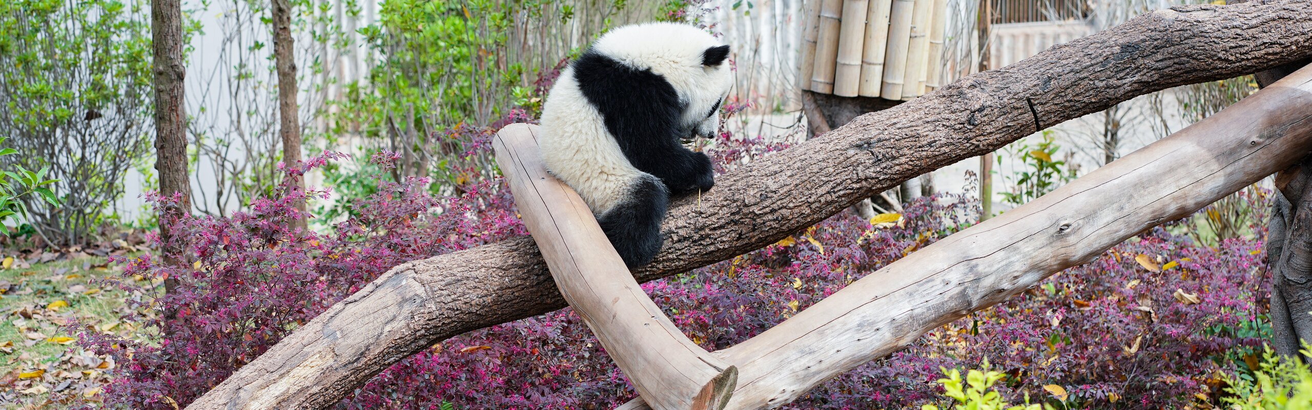 Hong Kong - Chengdu High-Speed Trains 