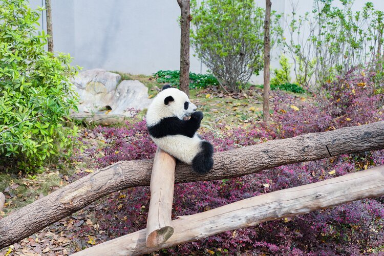 I Santuari del Panda Gigante nel Sichuan
