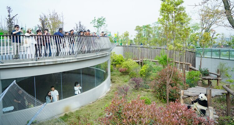 See pandas in New Area near West Gate