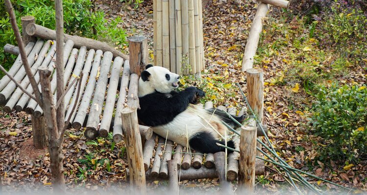 Pandas in Qianling Park