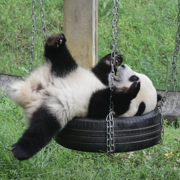 Panda in Chongqing Zoo