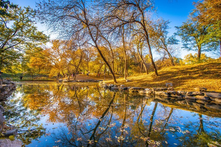 Ginkgo in the Summer Palace in autumn