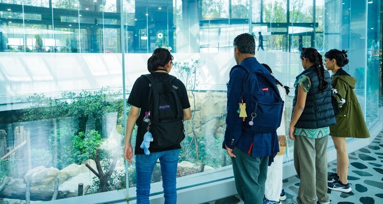 Indoor rooms for pandas