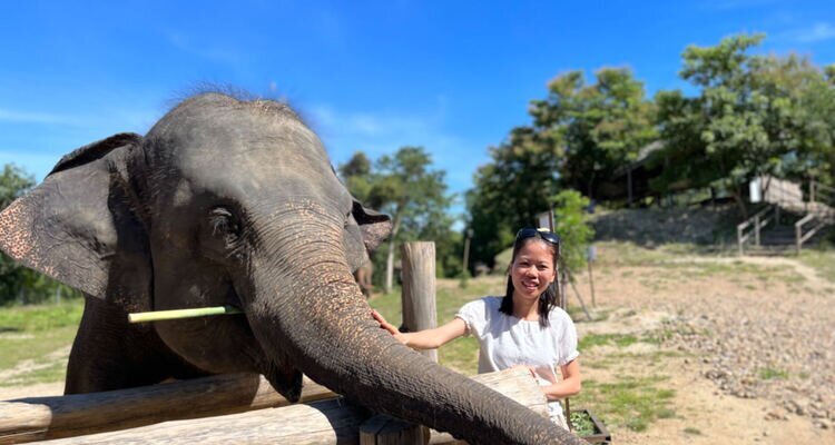 Encountering the lovely elephants in Chiang Mai