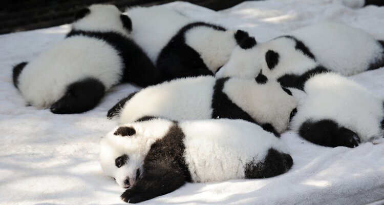 Cachorros de panda en la Base Panda de Chengdu