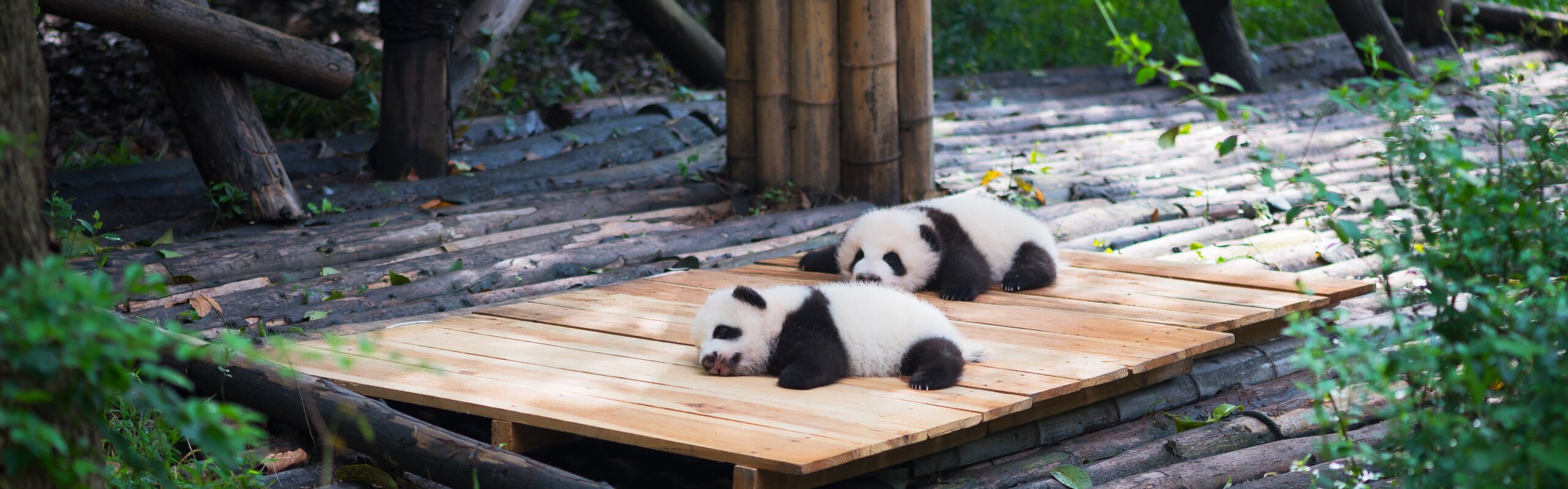 Chengdu Weather in October 2025: Travel Tips