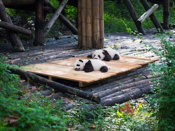 Crías de panda jugando y alimentándose en el césped