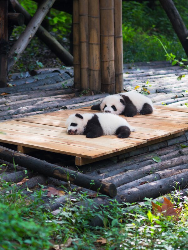 chengdu panda base