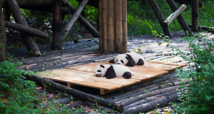 Panda cubs