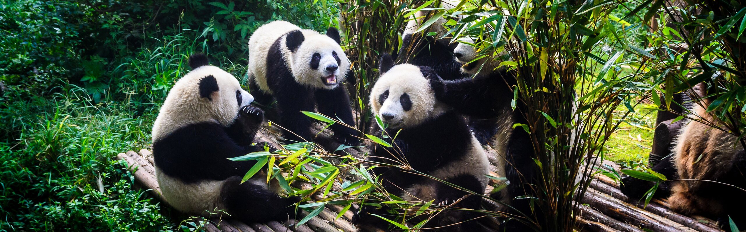 28-Day Panorama China Tour