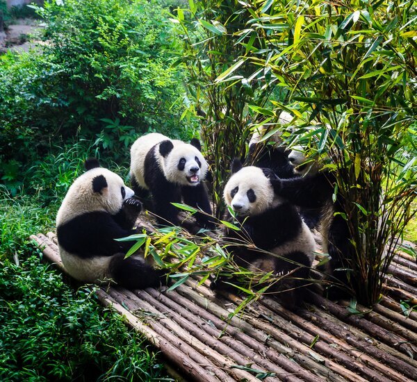 28-Day Panorama China Tour