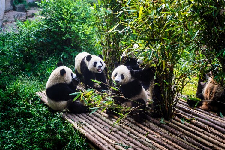 I Santuari del Panda Gigante nel Sichuan