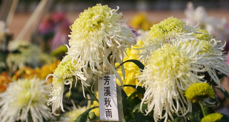 Chrysanthemum exhibition