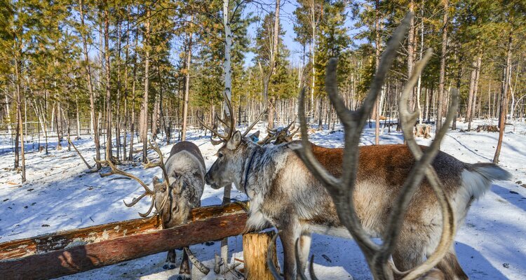 Ewenki Reindeer Park