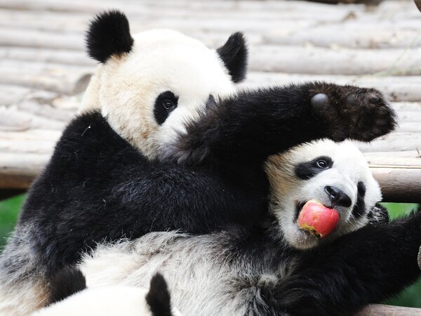 les Pandas Géants