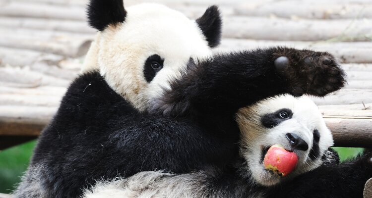 Playful pandas at Chengdu Panda Research Base