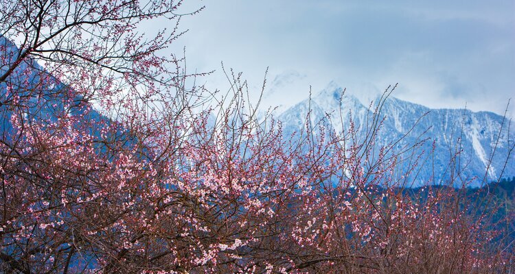Peach blossoms and snow mountains in Nyingchi