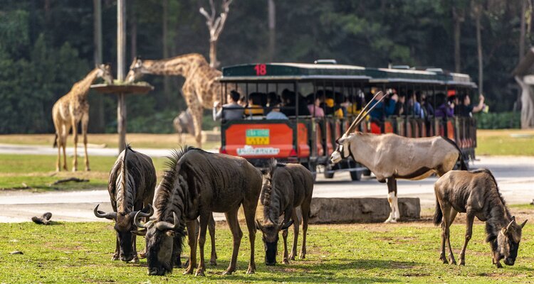 Guangzhou Chimelong Safari Park