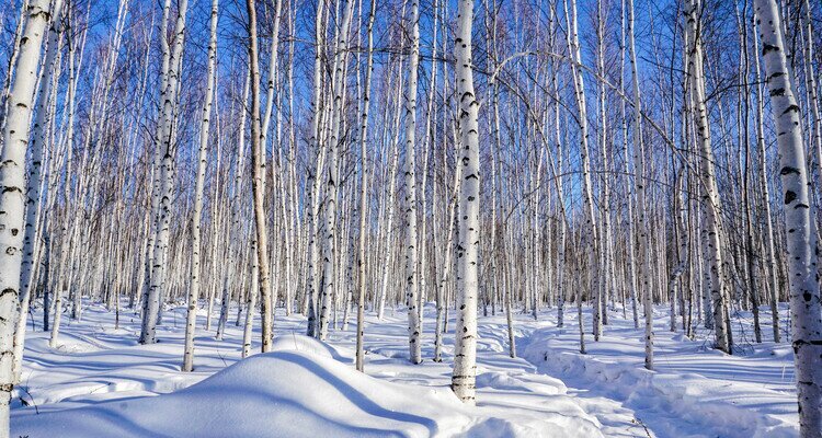 Birch Forest