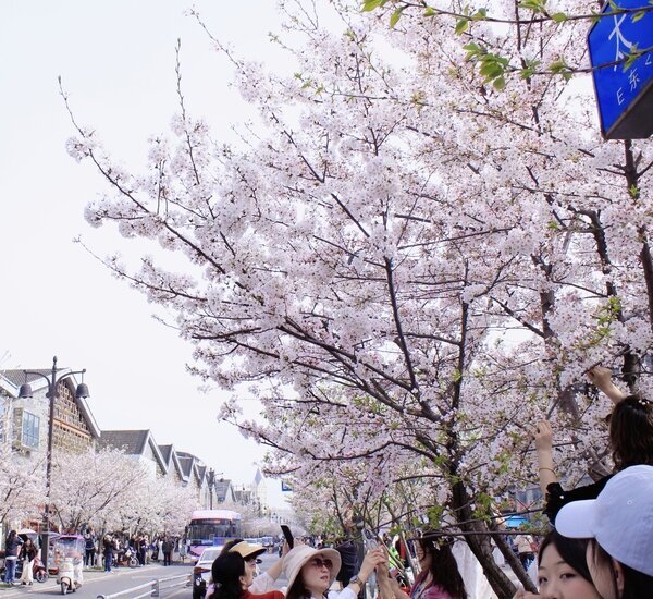 Chengdu Weather in March 2026: Cherry Blossom Time