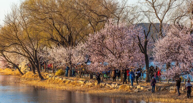 Melocotoneros floreciendo en el extremo oeste del Palacio de Verano
