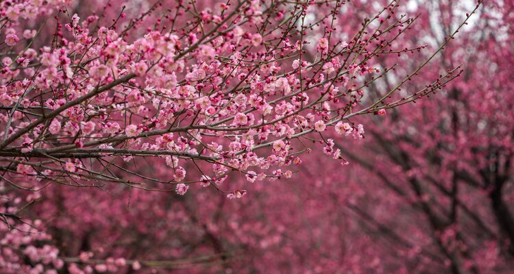 Red Plum Blossoms