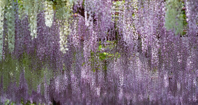 Wisteria