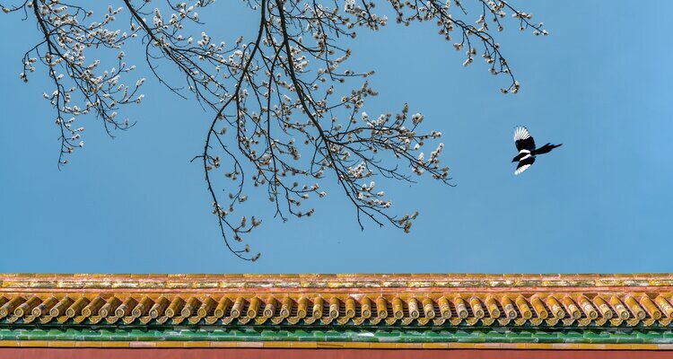 Primavera en la Ciudad Prohibida