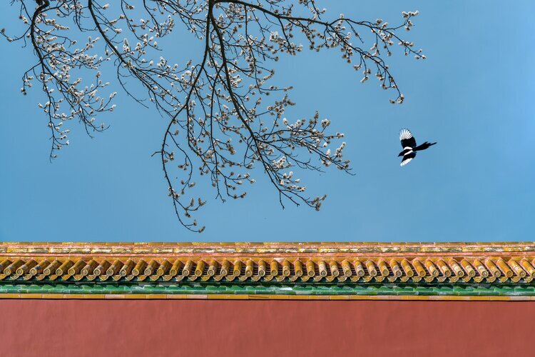 The Forbidden City in spring