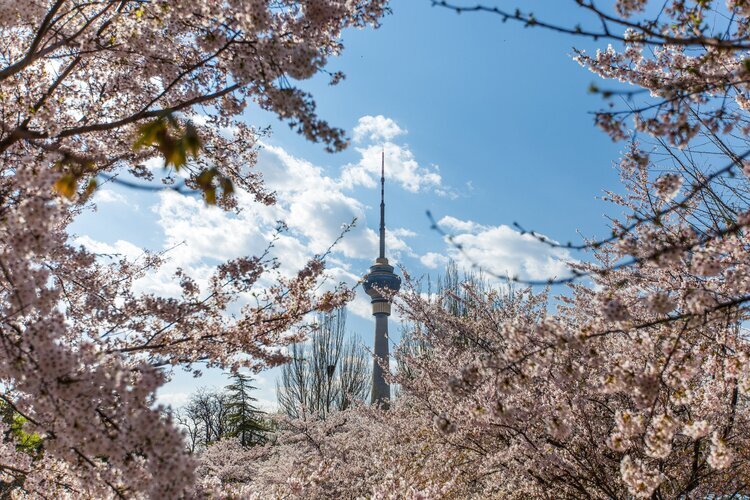 Парк Юйюаньтань весной