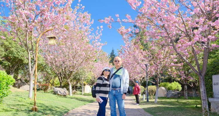 Cherry blossoms in Lijiang