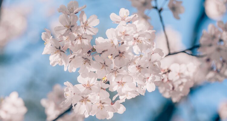 Cherry blossoms at Yuyuantan