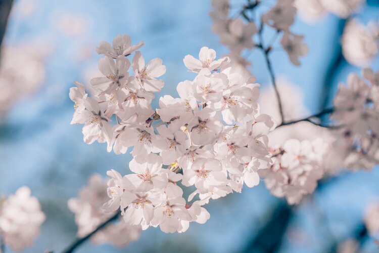 Сакура в Китае