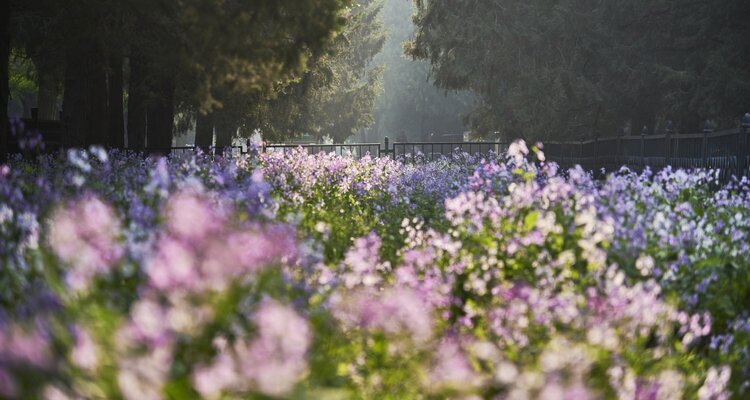 Monet's Garden at the Temple of Heaven