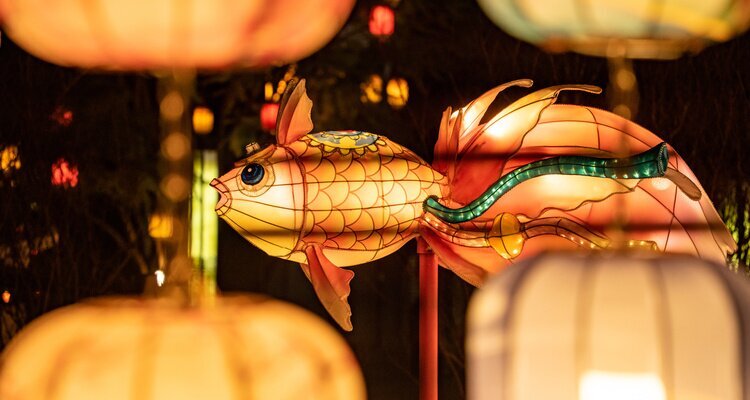 Fish lantern