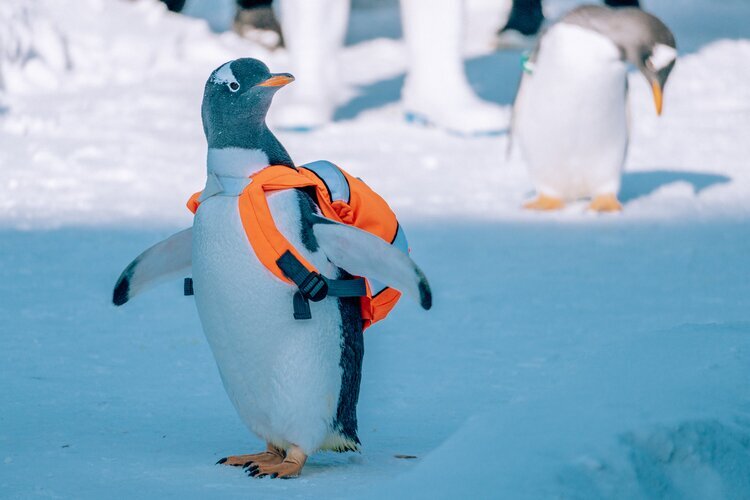 Pingüinos en el Parque Polar de Harbin