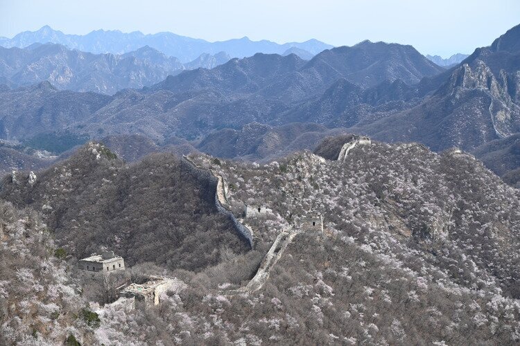 Spring flowers in Jiankou
