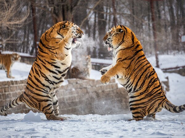 Tigre siberiano en el Parque del Tigre Siberiano de Harbin.